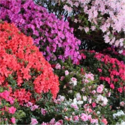 SPECIAL DEAL - Rainbow Azalea Japonica Collection - Evergreen Japanese Azaleas - Pack Of THREE Plants 9 SPECIAL DEAL - Rainbow Azalea Japonica Collection - Evergreen Japanese Azaleas - Pack Of THREE Plants -Outlet Plant Store azalea japonica collection750x750