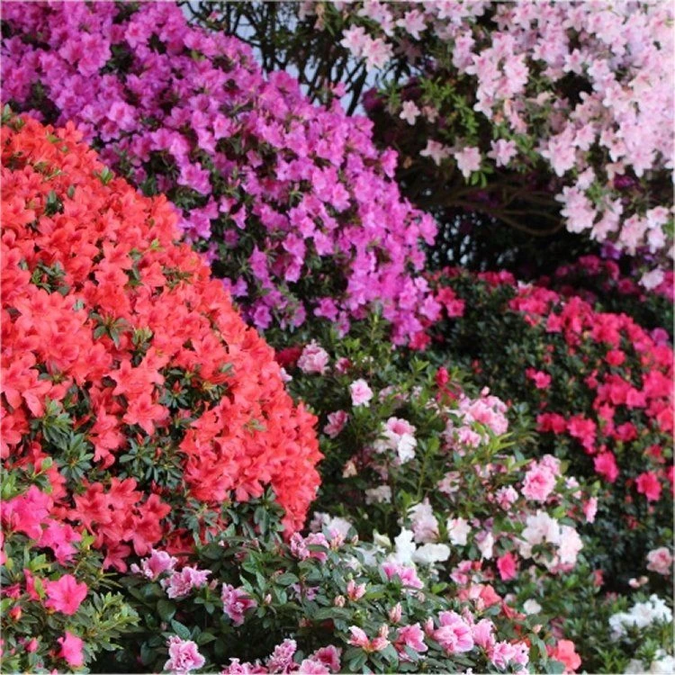 SPECIAL DEAL - Rainbow Azalea Japonica Collection - Evergreen Japanese Azaleas - Pack Of THREE Plants 5 SPECIAL DEAL - Rainbow Azalea Japonica Collection - Evergreen Japanese Azaleas - Pack Of THREE Plants - Image 5