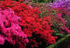 SPECIAL DEAL - Rainbow Azalea Japonica Collection - Evergreen Japanese Azaleas - Pack Of THREE Plants 7 SPECIAL DEAL - Rainbow Azalea Japonica Collection - Evergreen Japanese Azaleas - Pack Of THREE Plants -Outlet Plant Store azalea japonica mix1