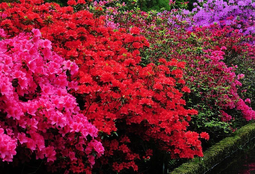 SPECIAL DEAL - Rainbow Azalea Japonica Collection - Evergreen Japanese Azaleas - Pack Of THREE Plants 3 SPECIAL DEAL - Rainbow Azalea Japonica Collection - Evergreen Japanese Azaleas - Pack Of THREE Plants - Image 3