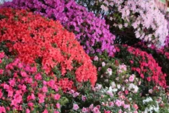 SPECIAL DEAL - Rainbow Azalea Japonica Collection - Evergreen Japanese Azaleas - Pack Of THREE Plants 8 SPECIAL DEAL - Rainbow Azalea Japonica Collection - Evergreen Japanese Azaleas - Pack Of THREE Plants -Outlet Plant Store azalea japonica mix2