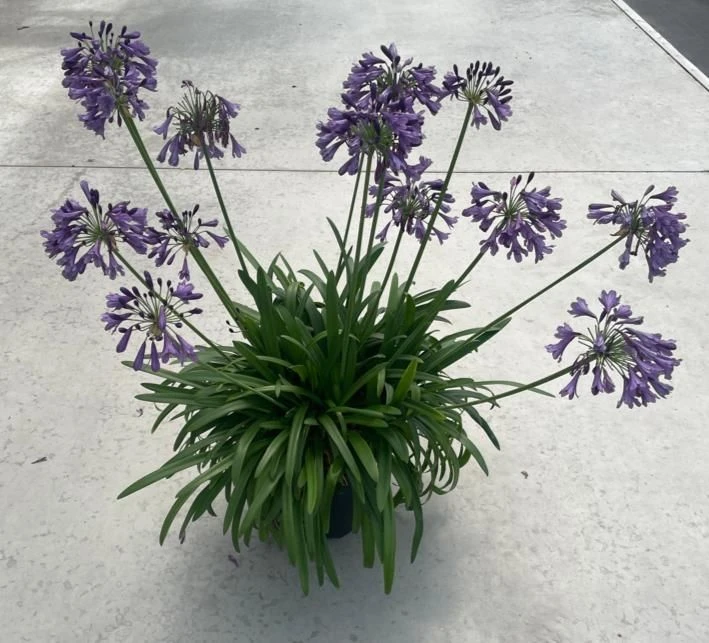Agapanthus Poppin Purple - Lily Of The Nile - XXXL Plants 3 Agapanthus Poppin Purple - Lily Of The Nile - XXXL Plants - Image 3