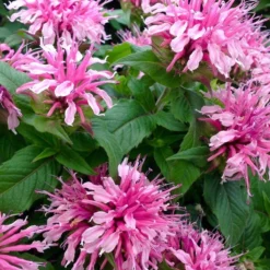 Monarda Didyma Balmy Pink - Bee Balm