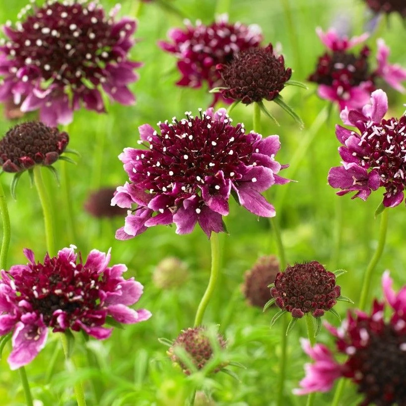 Scabiosa Columbaria "Borocca" - Scabious 1 Scabiosa Columbaria "Borocca" - Scabious