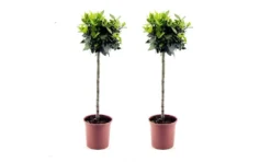 Pair Of 80-100cm Tall Standard Bay Trees - Laurus Nobilis -Outlet Plant Store bay tree pair 1000x600 4