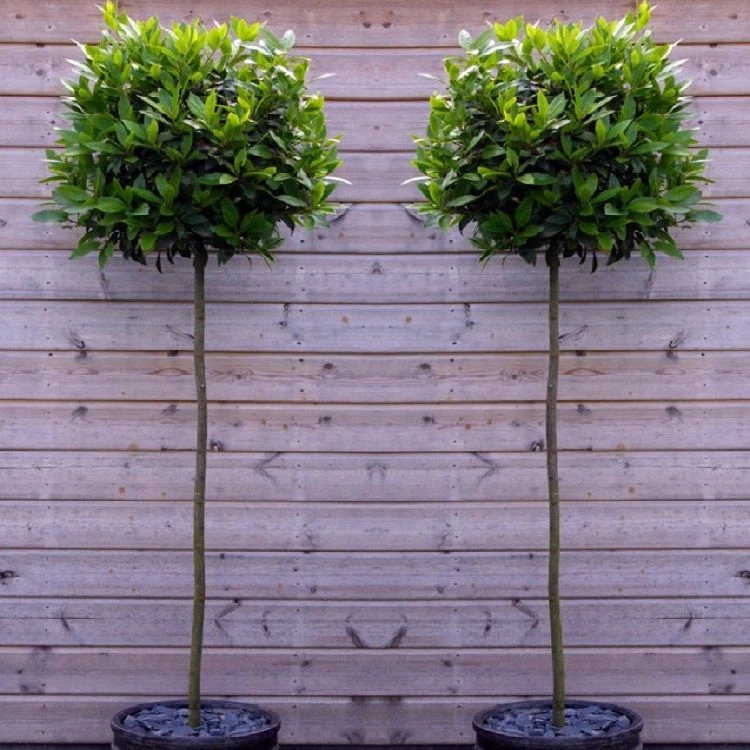 A Pair Of Large Standard Bay Trees (Laurus Nobilis) Circa 150cm Tall 1 A Pair Of Large Standard Bay Trees (Laurus Nobilis) Circa 150cm Tall