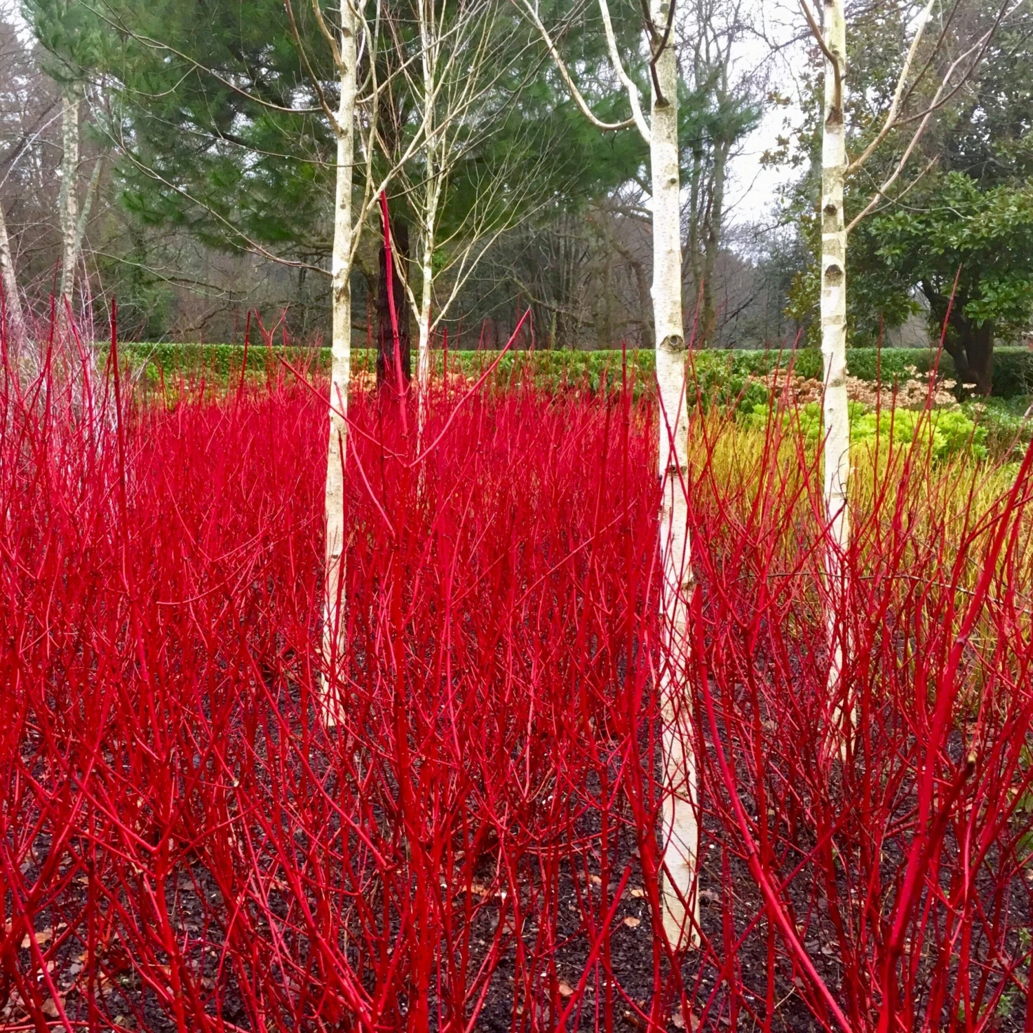 Betula Utilis Jacmontii 'Snow Queen' - West Himalayan Birch Tree - 150 To 180cms 2 Betula Utilis Jacmontii 'Snow Queen' - West Himalayan Birch Tree - 150 To 180cms - Image 2