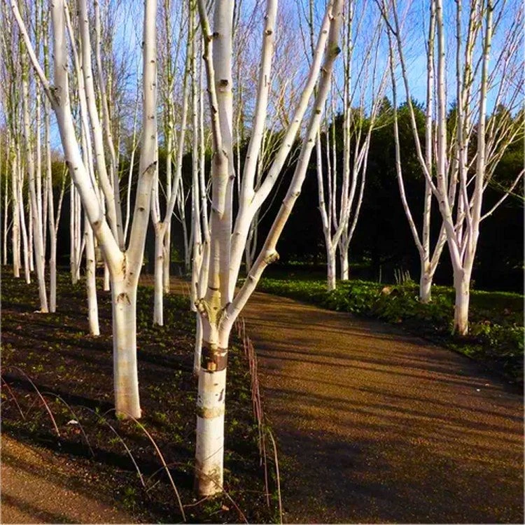 Betula Utilis Jacmontii 'Snow Queen' - West Himalayan Birch Tree - 150 To 180cms 1 Betula Utilis Jacmontii 'Snow Queen' - West Himalayan Birch Tree - 150 To 180cms