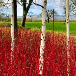 Betula Utilis Jacmontii 'Snow Queen' - West Himalayan Birch Tree - 150 To 180cms 7 Betula Utilis Jacmontii 'Snow Queen' - West Himalayan Birch Tree - 150 To 180cms -Outlet Plant Store betula red dogwood3