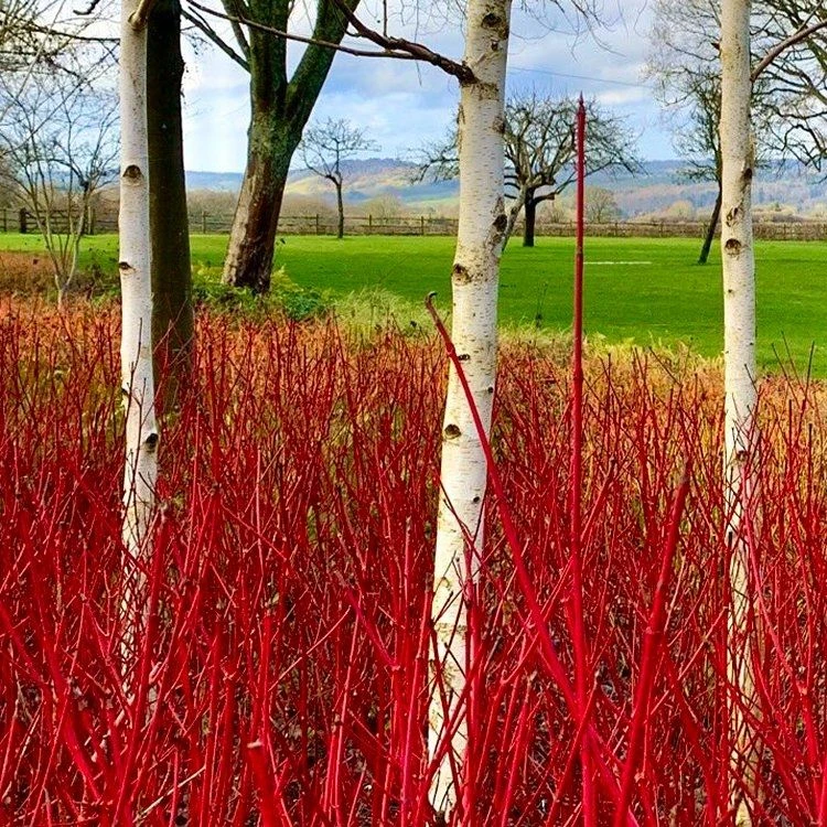 Betula Utilis Jacmontii 'Snow Queen' - West Himalayan Birch Tree - 150 To 180cms 4 Betula Utilis Jacmontii 'Snow Queen' - West Himalayan Birch Tree - 150 To 180cms - Image 4