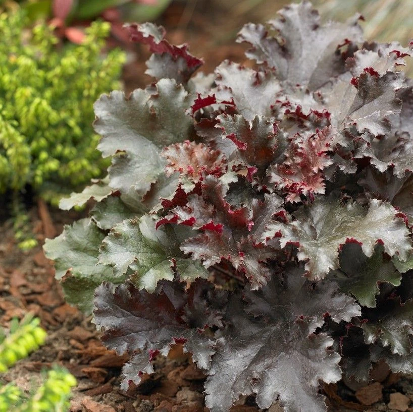 Heuchera Black Taffeta 2 Heuchera Black Taffeta - Image 2