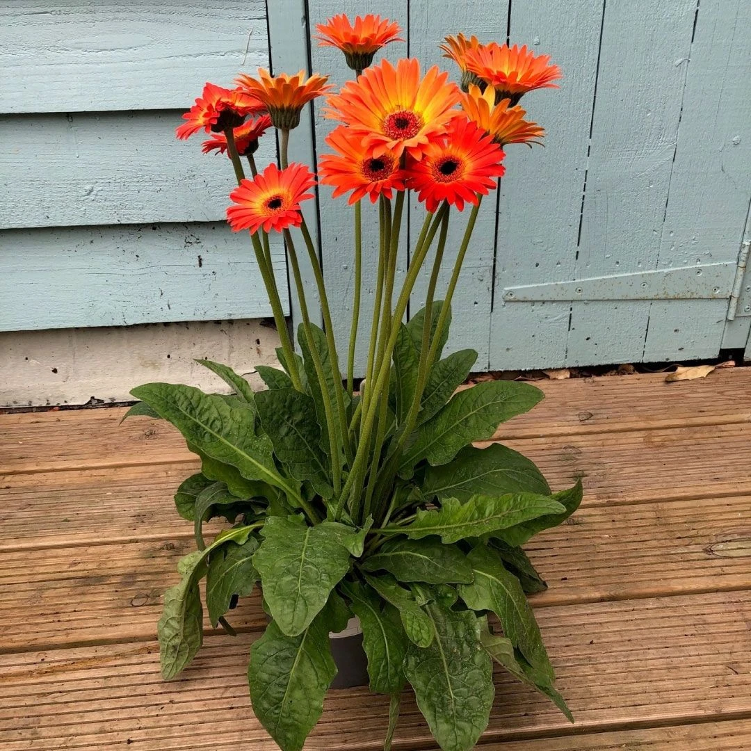 Orange Gerbera Garvinea Sunset - Beautiful Hardy Gerbera With Giant Daisy Flowers 2 Orange Gerbera Garvinea Sunset - Beautiful Hardy Gerbera With Giant Daisy Flowers - Image 2