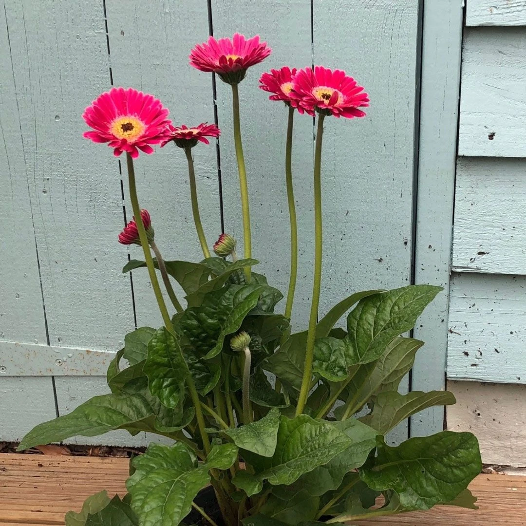 Pink Gerbera Garvinea Sweet Spice - Beautiful Hardy Gerbera With Giant Daisy Flowers 2 Pink Gerbera Garvinea Sweet Spice - Beautiful Hardy Gerbera With Giant Daisy Flowers - Image 2