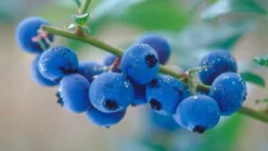 Blueberry Plants (Vaccinium Corybosum) For The Patio Or Garden - Pack Of THREE Plants -Outlet Plant Store blueberry1