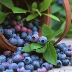 Blueberry Plants (Vaccinium Corybosum) For The Patio Or Garden - Pack Of THREE Plants
