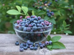 Blueberry Plants (Vaccinium Corybosum) For The Patio Or Garden - Pack Of THREE Plants -Outlet Plant Store blueberry4