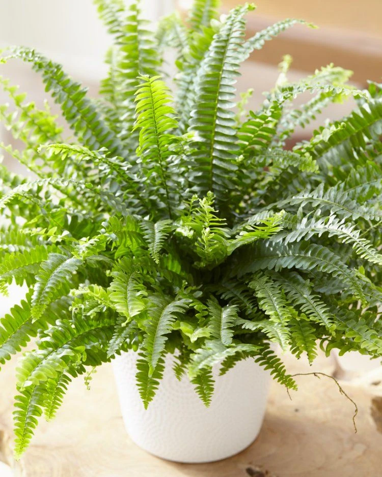 Nephrolepis Boston Fern - LARGE Plant With Contemporary White Pot 2 Nephrolepis Boston Fern - LARGE Plant With Contemporary White Pot - Image 2