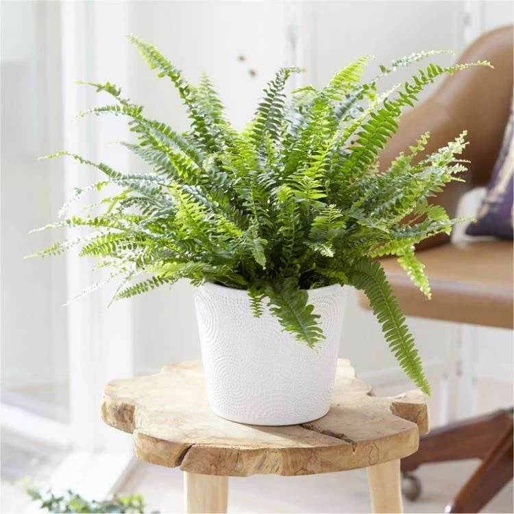 Nephrolepis Boston Fern - LARGE Plant With Contemporary White Pot 1 Nephrolepis Boston Fern - LARGE Plant With Contemporary White Pot