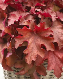 Handsome Heuchera Collection - Pack Of FOUR Evergreen Plants 21 Handsome Heuchera Collection - Pack Of FOUR Evergreen Plants -Outlet Plant Store boysenberry heuchera 1