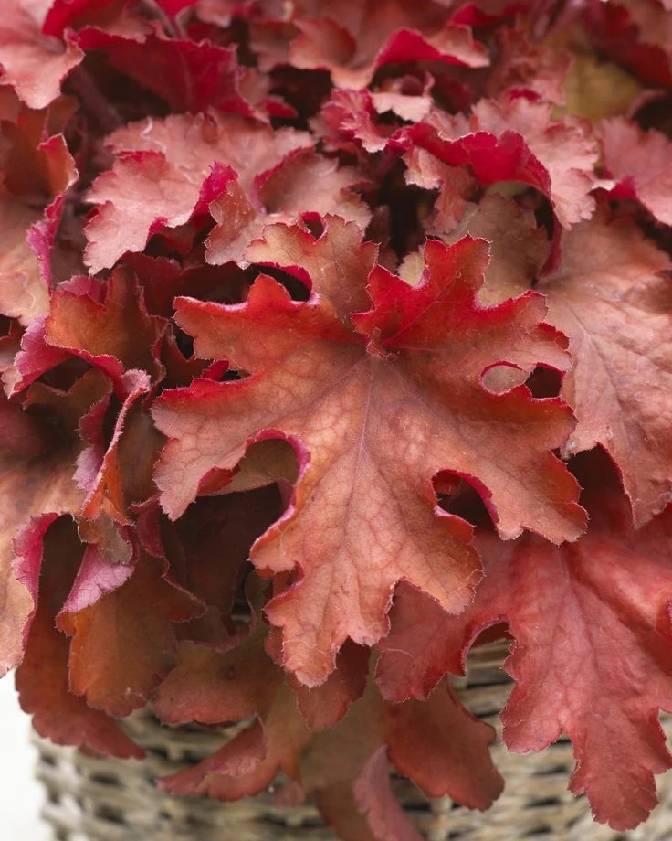 Handsome Heuchera Collection - Pack Of FOUR Evergreen Plants 4 Handsome Heuchera Collection - Pack Of FOUR Evergreen Plants - Image 4