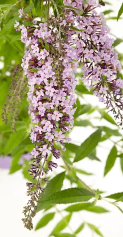 Wisteria Lane Butterfly Bush - Masses Of Flowers - Large Specimen Buddleia Plant 6 Wisteria Lane Butterfly Bush - Masses Of Flowers - Large Specimen Buddleia Plant -Outlet Plant Store buddleia wisteria lane flowers1