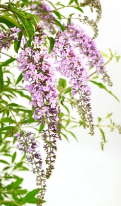 Wisteria Lane Butterfly Bush - Masses Of Flowers - Large Specimen Buddleia Plant 7 Wisteria Lane Butterfly Bush - Masses Of Flowers - Large Specimen Buddleia Plant -Outlet Plant Store buddleia wisteria lane flowers2