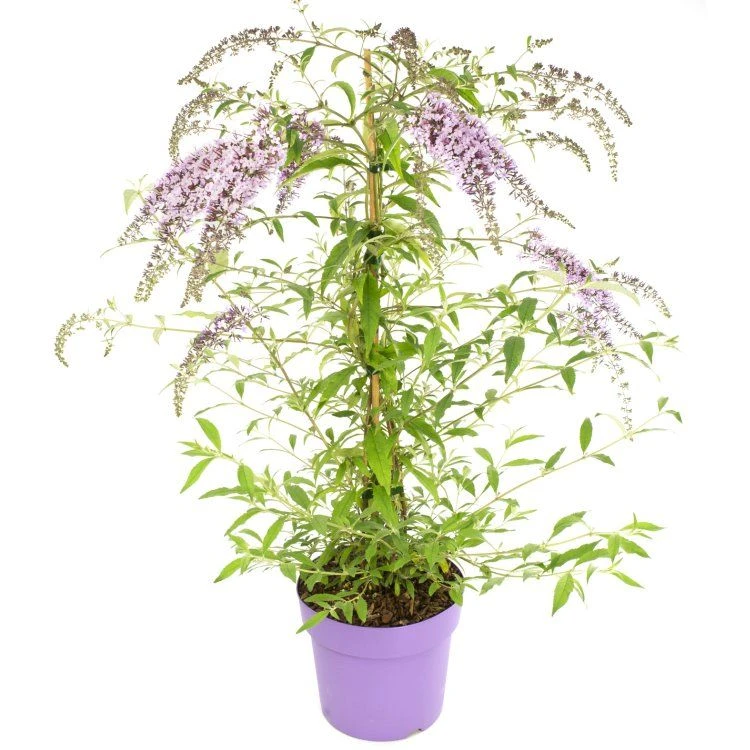 Wisteria Lane Butterfly Bush - Masses Of Flowers - Beautiful New Buddleia Plant 4 Wisteria Lane Butterfly Bush - Masses Of Flowers - Beautiful New Buddleia Plant - Image 4