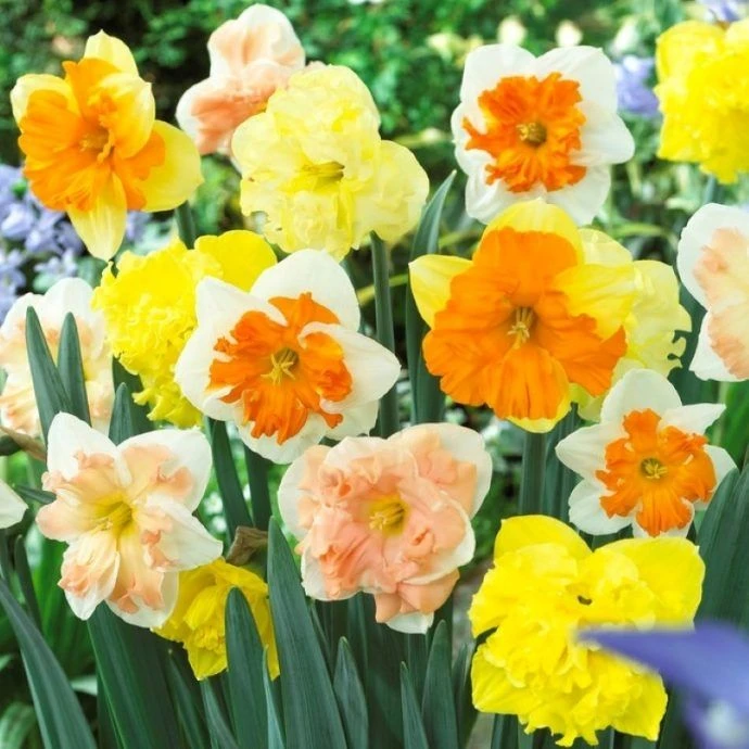 Daffodil Butterfly Mix - Pack Of 20 Bulbs 1 Daffodil Butterfly Mix - Pack Of 20 Bulbs