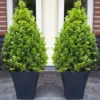 Pair Of Premium Quality Topiary Buxus PYRAMIDS With Stylish Contemporary Flared SLATE BLACK Planters