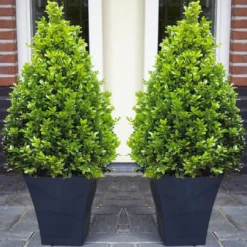 Pair Of Premium Quality Topiary Buxus PYRAMIDS With Stylish Contemporary Flared SLATE BLACK Planters