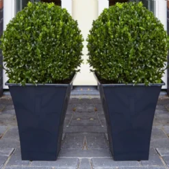 Pair Of Premium Quality Topiary Buxus BALLS With Stylish Contemporary Flared SLATE BLACK Planters