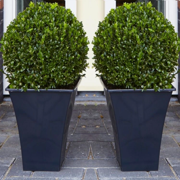 Pair Of Premium Quality Topiary Buxus BALLS With Stylish Contemporary Flared SLATE BLACK Planters 1 Pair Of Premium Quality Topiary Buxus BALLS With Stylish Contemporary Flared SLATE BLACK Planters
