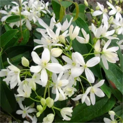 Clematis Armandii - Fragrant Evergreen Spring Flowering Clematis - Pack Of TWO Plants