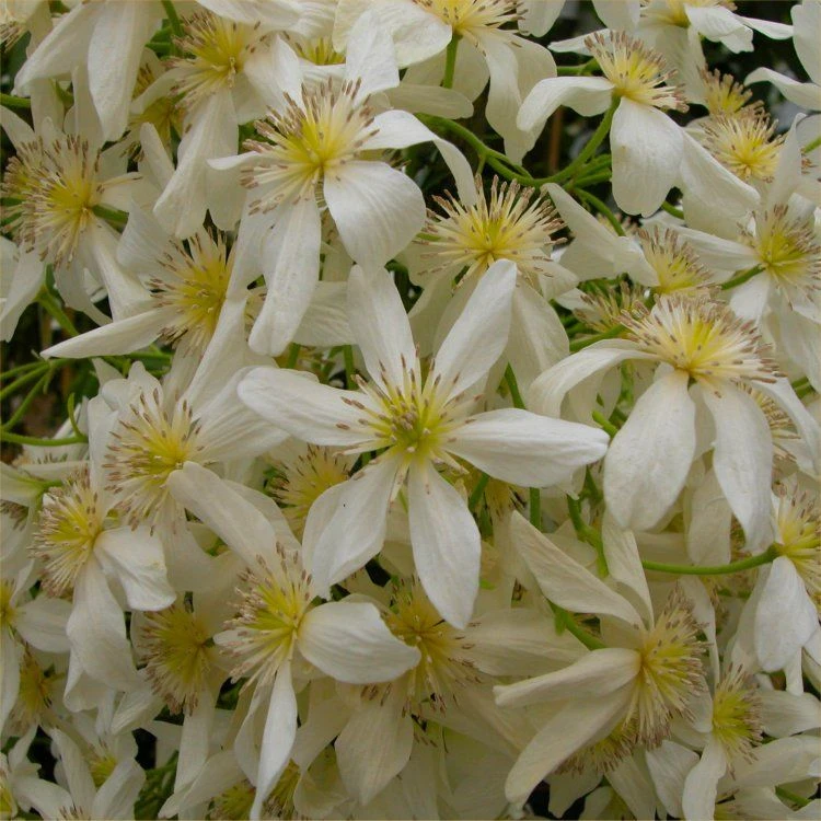 Clematis Armandii - Fragrant Evergreen Climbers 2 Clematis Armandii - Fragrant Evergreen Climbers - Image 2