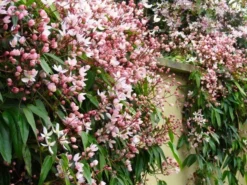 Clematis Armandii Apple Blossom - Scented Evergreen Spring Flowering Clematis -Outlet Plant Store c armandii appleblossom web4 750x750 1