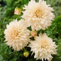 Dahlia Cafe Au Lait - Pack Of THREE -Outlet Plant Store cafe au lait