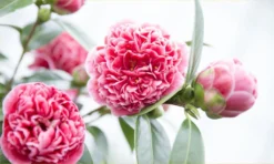 Evergreen Camellia Japonica Volunteer - Perfect For Patios 10 Evergreen Camellia Japonica Volunteer - Perfect For Patios -Outlet Plant Store camellia volunteer 1000x600 2