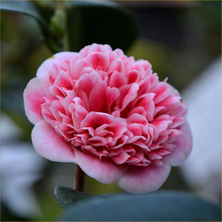 Evergreen Camellia Japonica Volunteer - Perfect For Patios 1 Evergreen Camellia Japonica Volunteer - Perfect For Patios