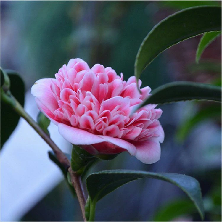 Evergreen Camellia Japonica Volunteer - Perfect For Patios 3 Evergreen Camellia Japonica Volunteer - Perfect For Patios - Image 3