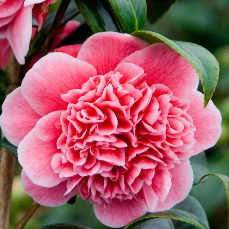 Evergreen Camellia Japonica Volunteer - Perfect For Patios 5 Evergreen Camellia Japonica Volunteer - Perfect For Patios - Image 5