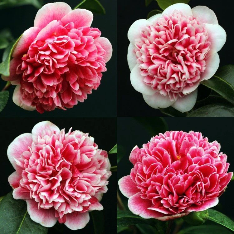 Evergreen Camellia Japonica Volunteer - Perfect For Patios 2 Evergreen Camellia Japonica Volunteer - Perfect For Patios - Image 2