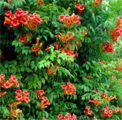 Campsis Radicans Flamenco - Trumpet Vine - Large 6ft Specimen