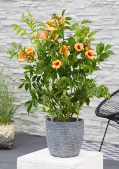 Campsis Indian Summer - Large Specimen Trumpet Vine -Outlet Plant Store campsis indian summer1