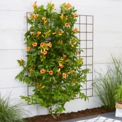 Campsis Indian Summer - Large Specimen Trumpet Vine -Outlet Plant Store campsis indian summer2