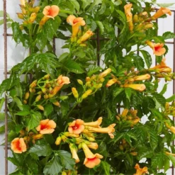 Campsis Indian Summer - Large Specimen Trumpet Vine -Outlet Plant Store campsis indian summer3