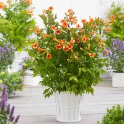 Campsis Indian Summer - Large Specimen Trumpet Vine