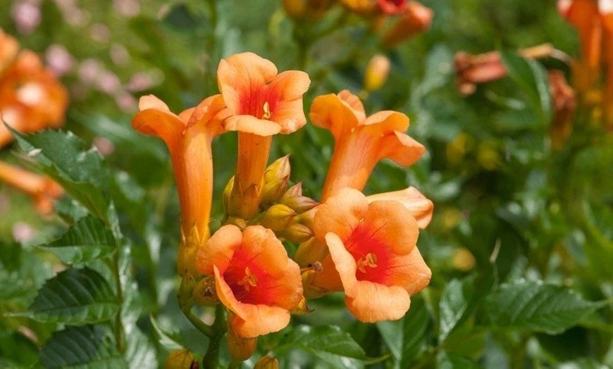 Campsis Radicans 'Indian Summer' - Trumpet Vine 2 Campsis Radicans 'Indian Summer' - Trumpet Vine - Image 2