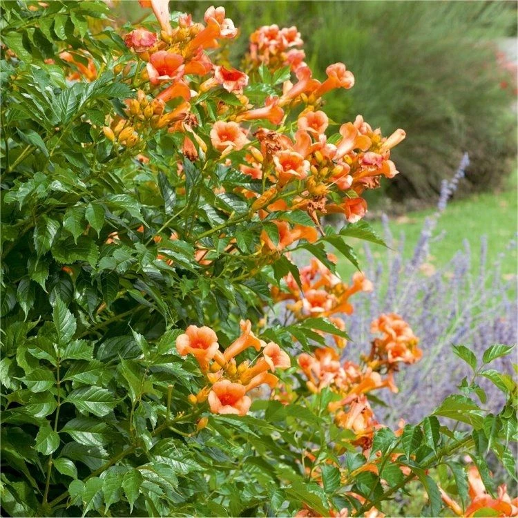 Campsis Radicans 'Indian Summer' - Trumpet Vine 1 Campsis Radicans 'Indian Summer' - Trumpet Vine