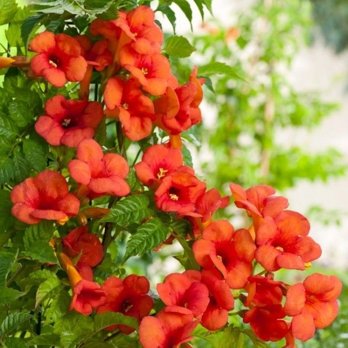 Campsis X Tagliabuana Madame Galen - Trumpet Vine 1 Campsis X Tagliabuana Madame Galen - Trumpet Vine