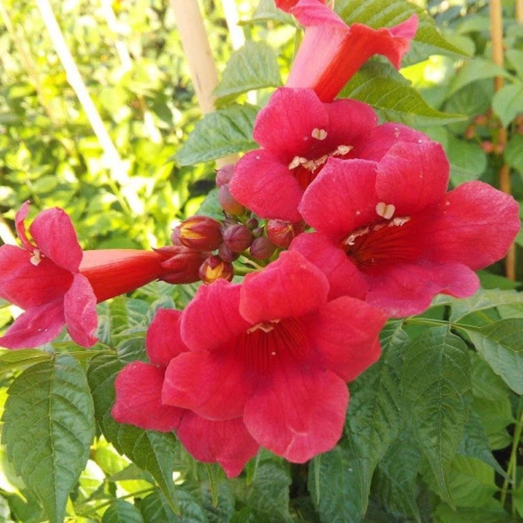 Campsis Solo Rosso - Trumpet Vine 3 Campsis Solo Rosso - Trumpet Vine - Image 3